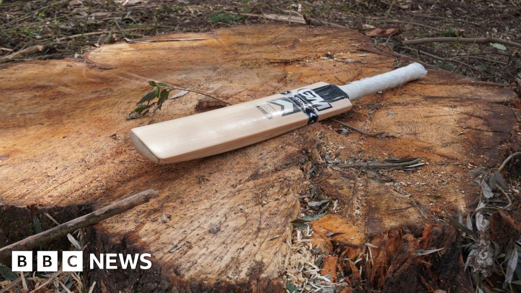 Wood for cricket bats harvested at Farndon nature reserve